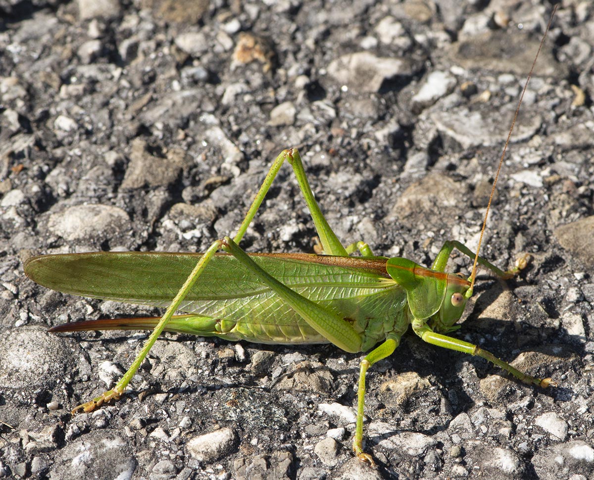 Weibchen